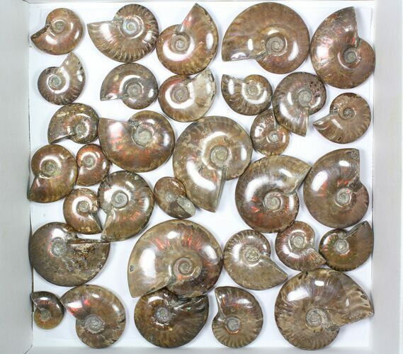 Lot: kg Iridescent, Red Flash Ammonites (-) - Pieces #82495